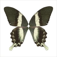 Leptir krila 15.5 15.5 zidna umjetnost