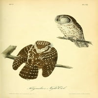 Plakat koji prikazuje noćnu sovu Tengmalma ptice Amerike J.J. J.-što? Audubona