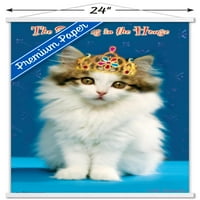 Kate Kimberlin - zidni plakat kraljica mačića u drvenom magnetskom okviru, 22.37534