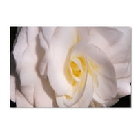 Zaštitni znak likovna umjetnost 'Bijelo cvijeće 2' platna umjetnost Lieberman