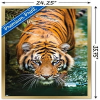 Plakat na zidu tigra i vode, 22.375 34